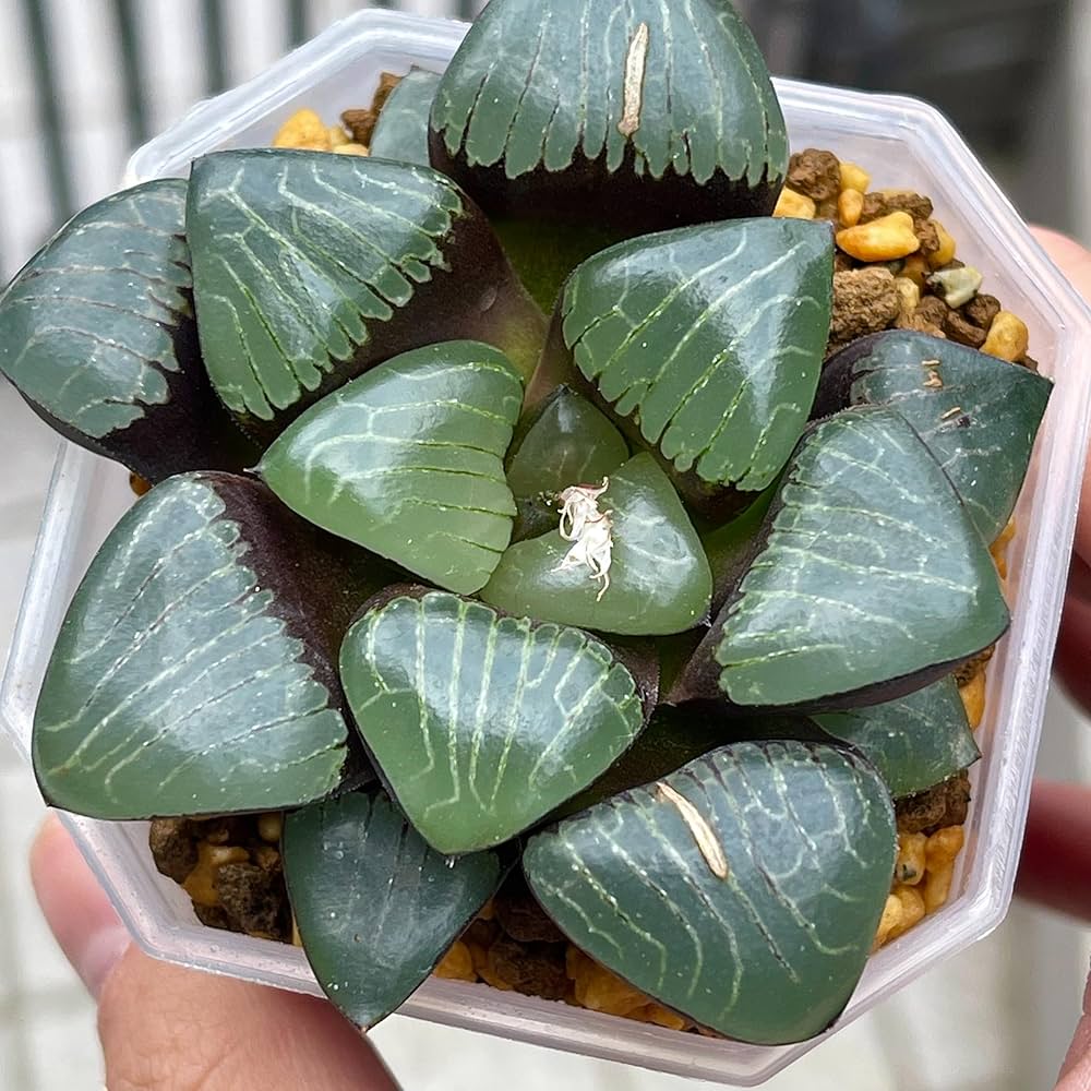ハオルチア 丸葉ピクタ錦 Yahoo!オークション - 多肉植物 ハオルチア オブツーサ錦丸葉タイプ